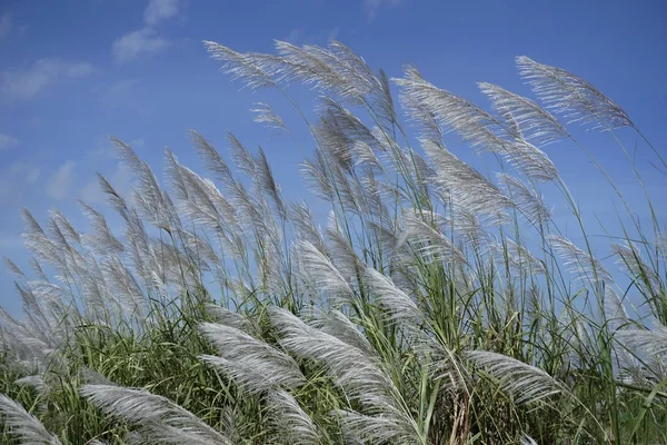 Bloeiende gras met de blauwe hemel 2 — Stockfoto