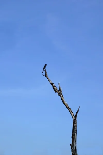 汚れだけを持つ鳥青空 1 — ストック写真