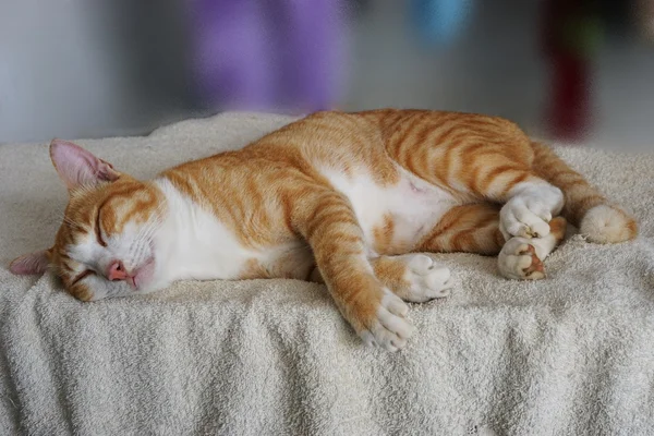 甘い夢の猫 — ストック写真