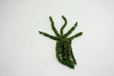 set insan el taze yeşil biber