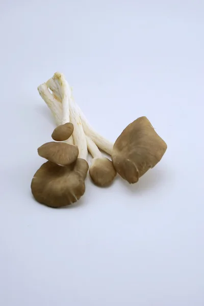 Изолированные свежие бутанские грибы 3 — стоковое фото
