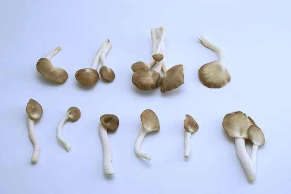 Изолированные свежие бутанские грибы 1 — стоковое фото