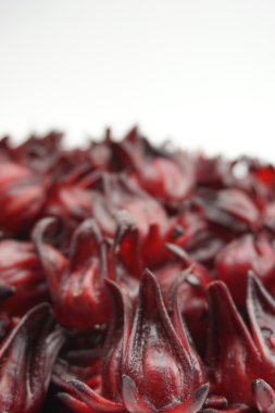 Grup roselle çiçek 004