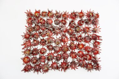 roselle çiçek kare şeklinde kurulumu