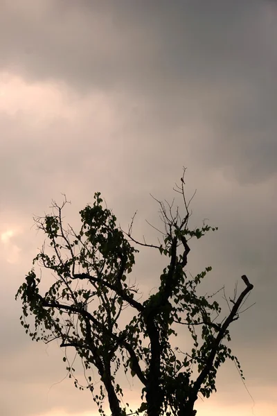 Мертвое дерево с облаком 007 — стоковое фото