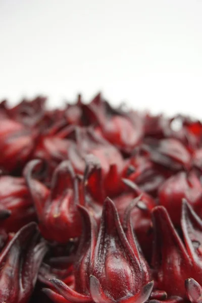 Grup roselle çiçek 004