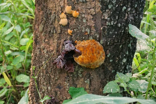 Cogumelo selvagem na árvore de tamarindo — Fotografia de Stock
