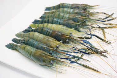 Mavi dev tatlı su karides 007