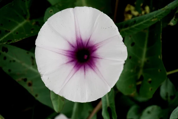 Morning glory blommor 002 — Stockfoto