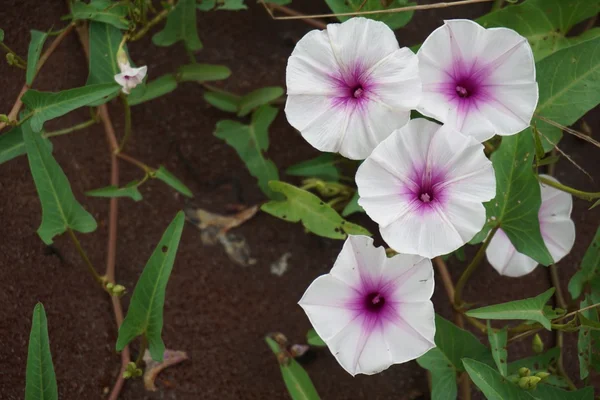 Morning glory blommor 004 — Stockfoto