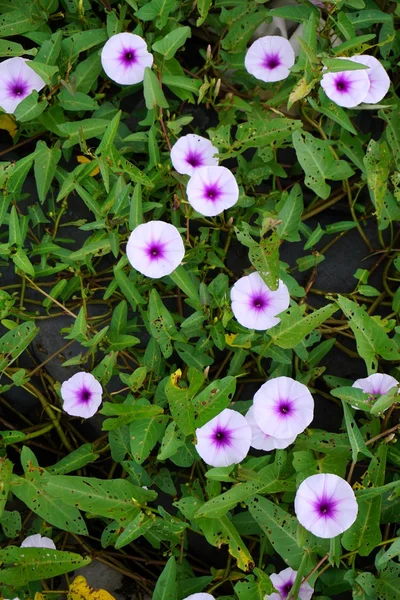 Morning glory blommor 001 — Stockfoto