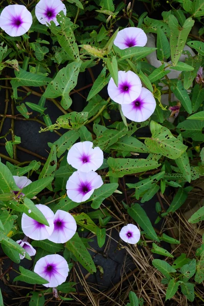 Morning glory blommor 003 — Stockfoto