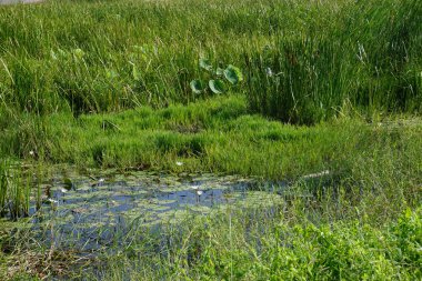 Beyaz nilüfer bataklık yüzen içinde