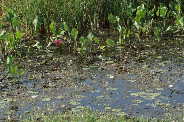 Różowy nenufar w bagnie pływających — Zdjęcie stockowe