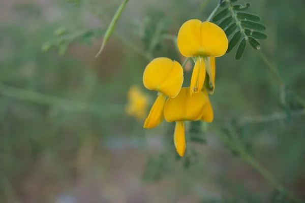 Sesbania flower — Stock Photo, Image