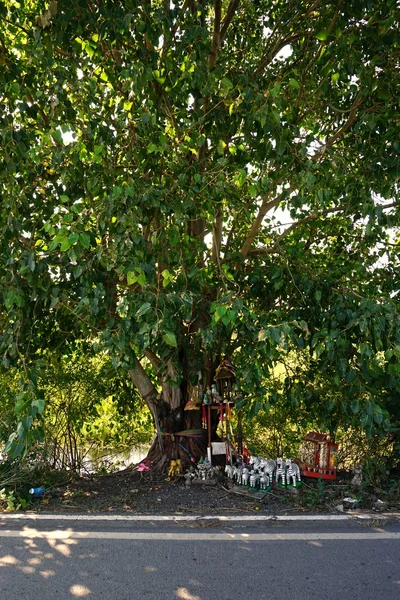 Thai believe the spritual live in the peepul tree — Stock Photo, Image
