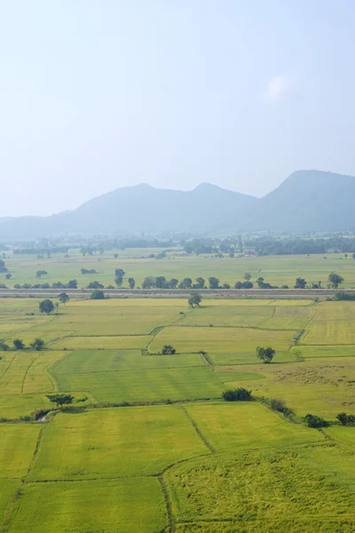 Rice field landscape — Stock Photo, Image