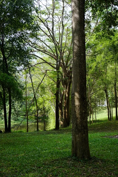 Floresta — Fotografia de Stock