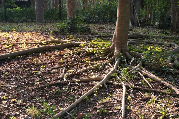 Árbol de raíz larga —  Fotos de Stock