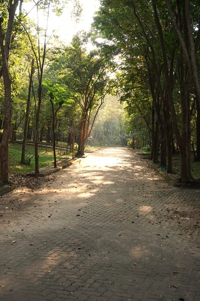 早上走到森林的路上 — 图库照片