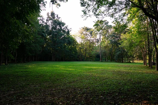 Трав'яне поле з лісовим фоном — стокове фото