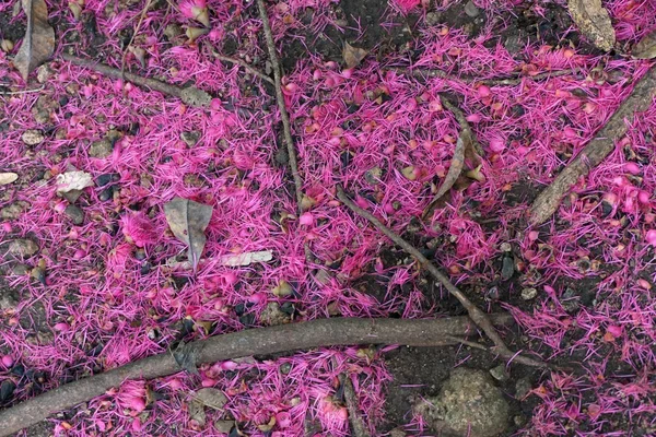 Růžový pyl pod jabloni rose — Stock fotografie