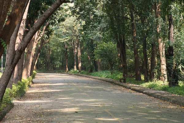 Walking way to the forest in the morning — Stock Photo, Image