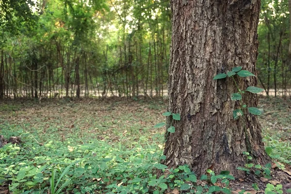 Primer plano tronco de árbol en el bosque —  Fotos de Stock