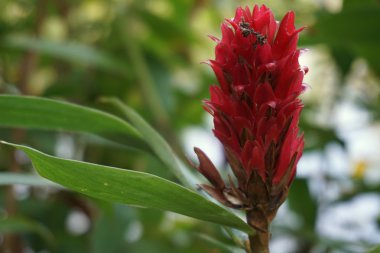 Kızıl kızıl çiçek