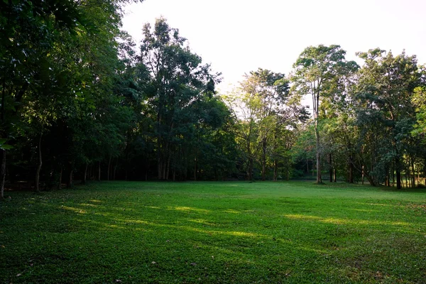 Campo de grama com fundo florestal — Fotografia de Stock