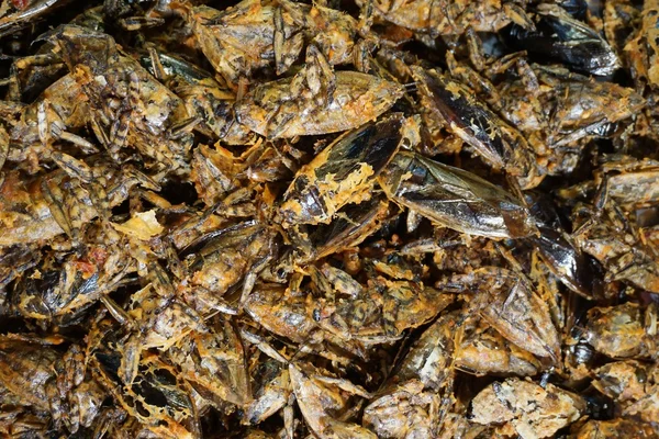 Insectos acuáticos o insectos fritos —  Fotos de Stock