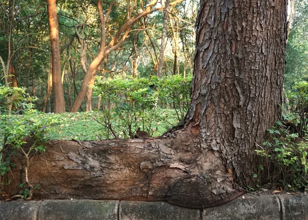 Primer plano tronco de árbol en el bosque —  Fotos de Stock
