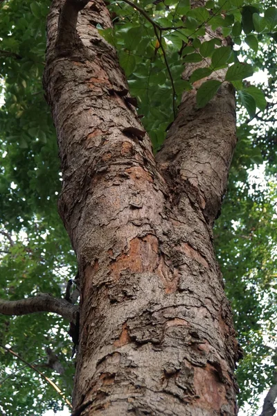 Árbol de madera roja —  Fotos de Stock