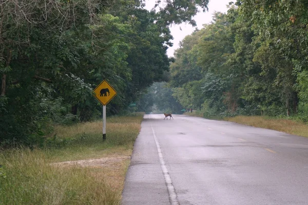 Aviso de elefante assinado ao lado da estrada do carro — Fotografia de Stock