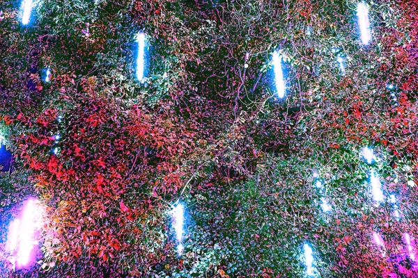 Abstract kleurrijk licht boom — Stockfoto