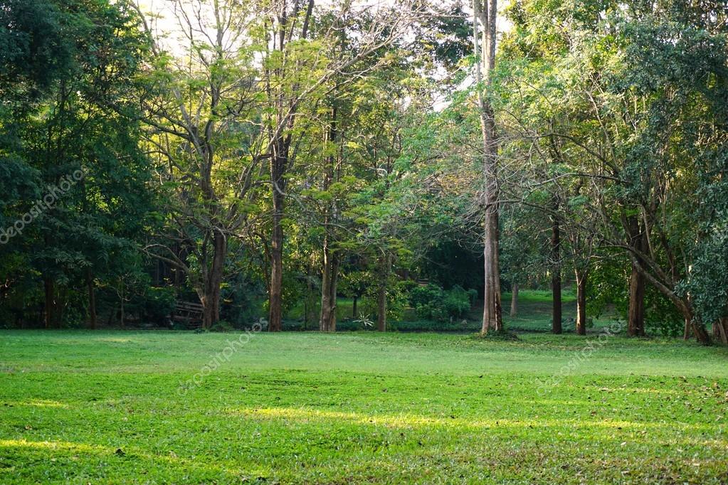 Images of Field of Forest JapaneseClass.jp