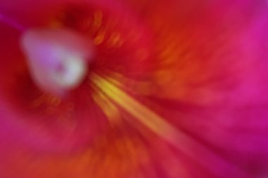 soyut portre renkli orkide