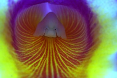 soyut portre renkli orkide