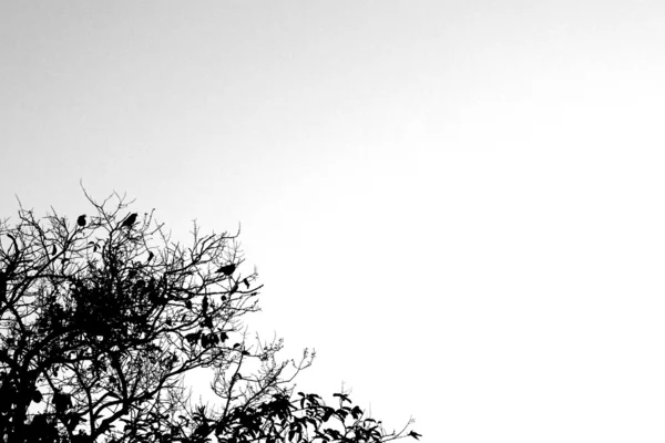 Vogel und Baum schwarze Szene Hintergrund — Stockfoto