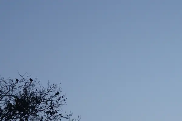 Pájaro y árbol negro escena fondo — Foto de Stock