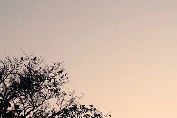 Pájaro y árbol negro escena fondo —  Fotos de Stock