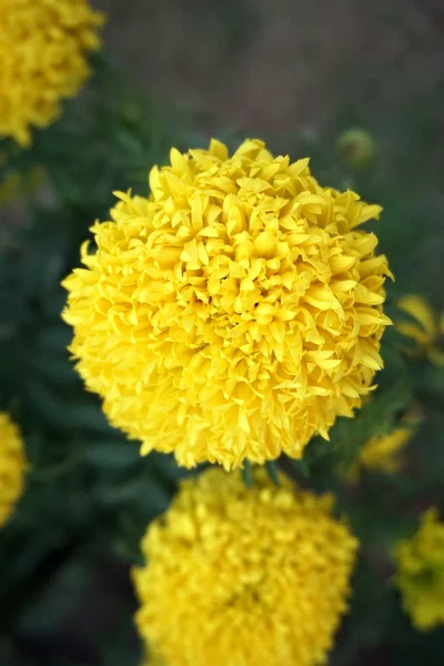 Flor de calêndula — Fotografia de Stock