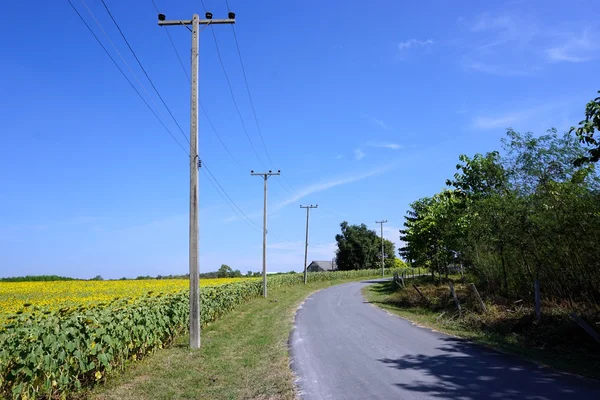 Road beside the sunflower field — Stock Photo, Image