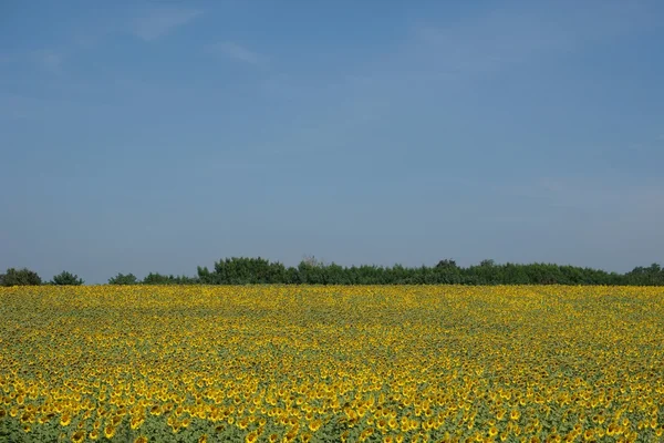 Sonnenblumenfeld — Stockfoto