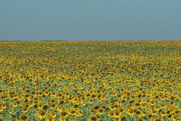 Sonnenblumenfeld — Stockfoto