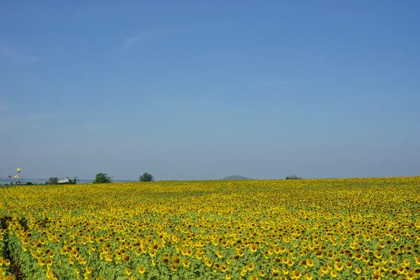 Sonnenblumenfeld — Stockfoto