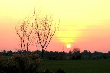 gün batımı bir pirinç alan