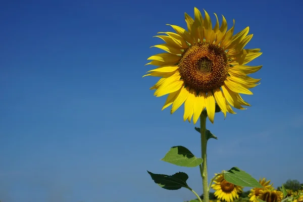 Sonnenblume mit blauem Himmel — Stockfoto