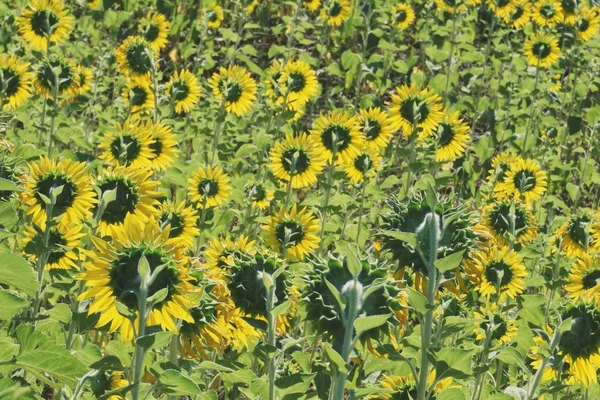 Sonnenblumenfeld Hintergrund — Stockfoto