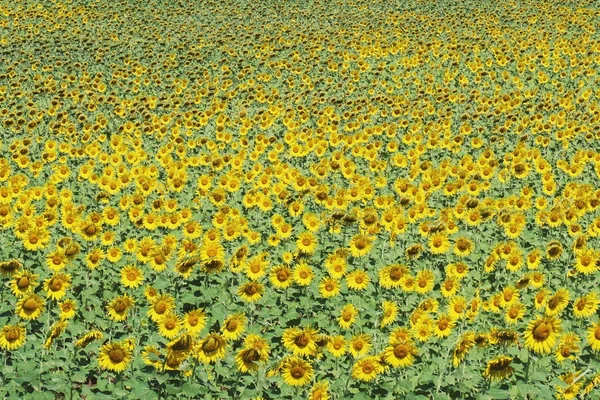 Sonnenblumenfeld Hintergrund — Stockfoto